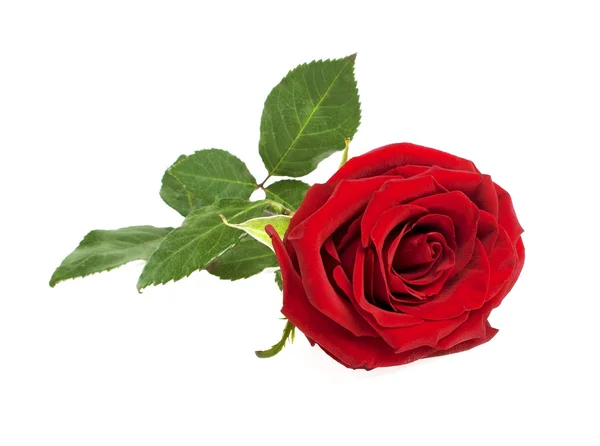 Pojedynczy kwiat róży czerwony na białym tle na białym tle — Zdjęcie stockowe