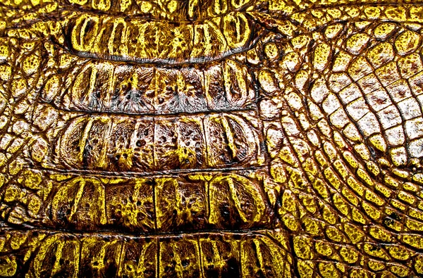 Κροκόδειλος δέρμα υφή φόντο — Φωτογραφία Αρχείου