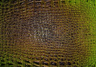 timsah derisi, arka plan olarak kullanabilirsiniz 