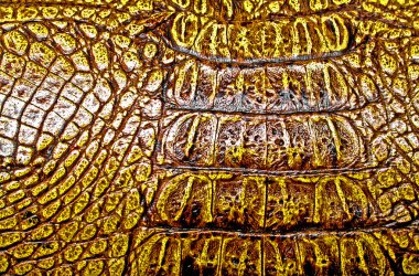 Timsah derisi doku arkaplanı