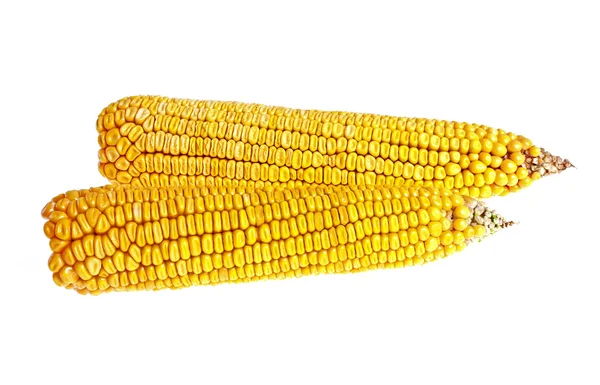 Čerstvé kukuřice izolované na bílém pozadí — Stock fotografie