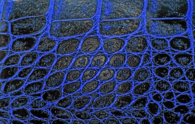 Mavi timsah desenli arka plan