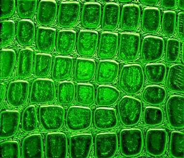 Arka plan soyut yeşil timsah desenli