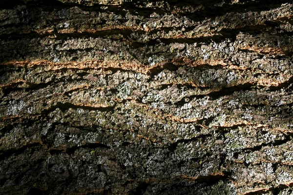 Madeira casca textura, fundo — Fotografia de Stock