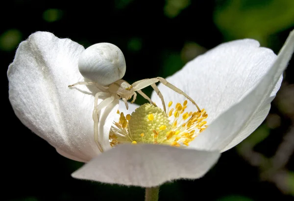 Белый паук на цветке, крупным планом — стоковое фото