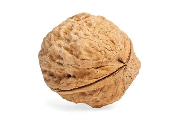 Single walnut isolated on a white background — Stock Photo, Image