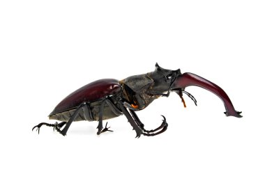 Beyaz bir arka plan üzerinde izole Stag beetle