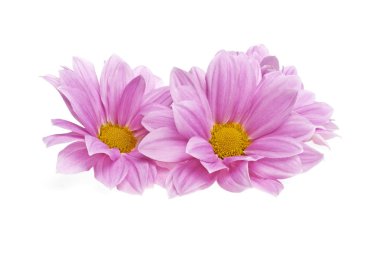 pembe kasımpatı çiçekleri beyaz zemin üzerine izole