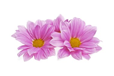 pembe kasımpatı çiçekleri beyaz zemin üzerine izole