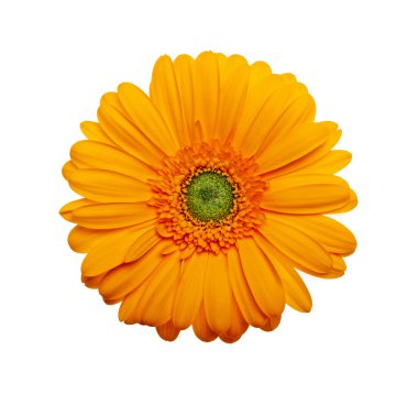 beyaz zemin üzerine sarı gerbera çiçek