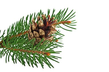 koni ve beyaz zemin üzerine çam ağacının dalını