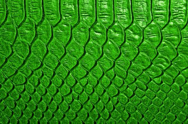 Deri yılan, arka plan olarak kullanabilirsiniz