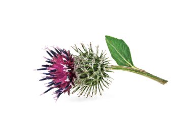 Devedikeni çiçeği beyaz arkaplanda izole edilmiş