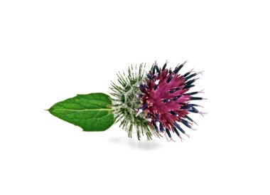 Devedikeni çiçeği beyaz arkaplanda izole edilmiş