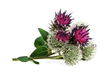 Devedikeni çiçeği beyaz arkaplanda izole edilmiş