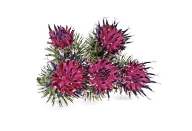 Devedikeni çiçeği beyaz arkaplanda izole edilmiş