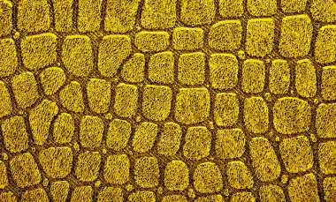 Sarı timsah desenli arka plan