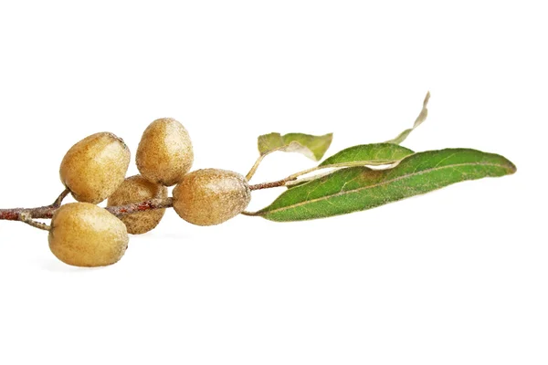 Twig with fruits of Elaeagnus angustifolia, known as Tree of Par — Stock Photo, Image