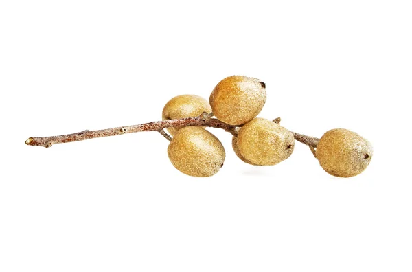 Twig met vruchten van Elaeagnus angustifolia, boom van het paradijs — Stockfoto