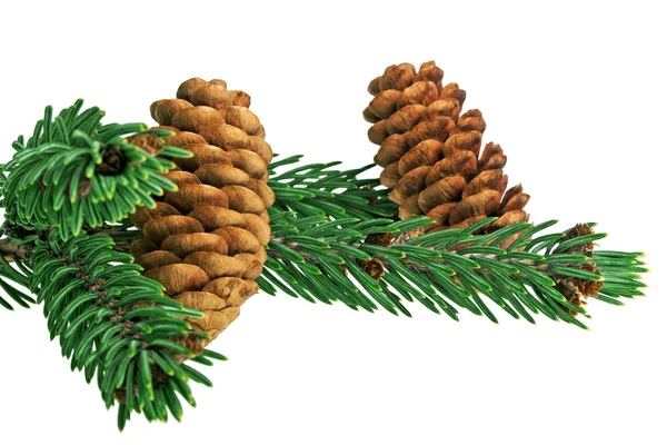 Cone and branch of fir-tree on a white background — Stock Photo, Image