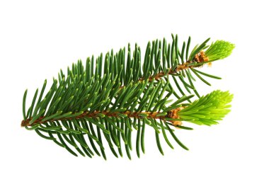 Beyaz arkaplanda izole edilmiş çam ağacı dalı