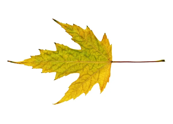 Gelbes Herbst-Ahornblatt isoliert auf weißem Hintergrund — Stockfoto