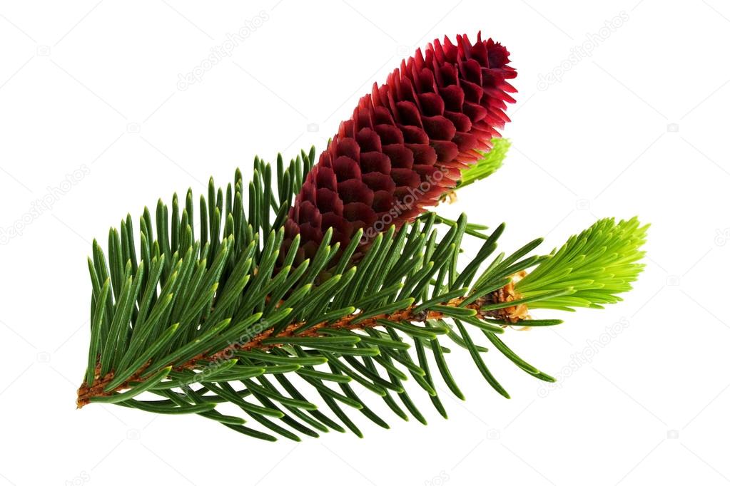 Pine cone and needles on a white background