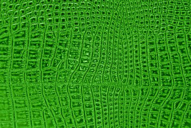 Timsah deri abstract, arka plan olarak kullanabilirsiniz