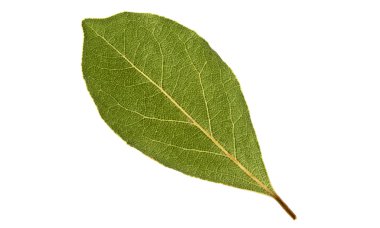 Kurumuş defne yaprağı beyaz arkaplanda izole edilmiş