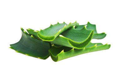 Aloe beyaz arkaplanda izole edildi