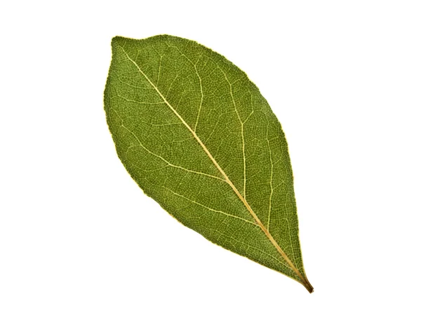 Dried bay leaf isolated on white background — Stock Photo, Image