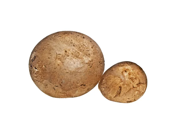Brown champignons funghi su sfondo bianco — Foto Stock