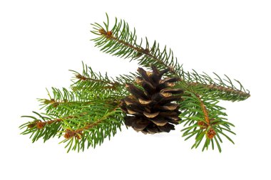 çam ağacı ve beyaz zemin üzerine koni dalı