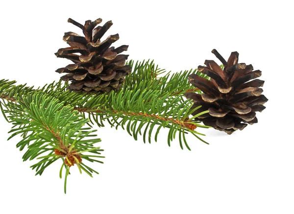 Branch of fir-tree and cone on a white background — Stock Photo, Image