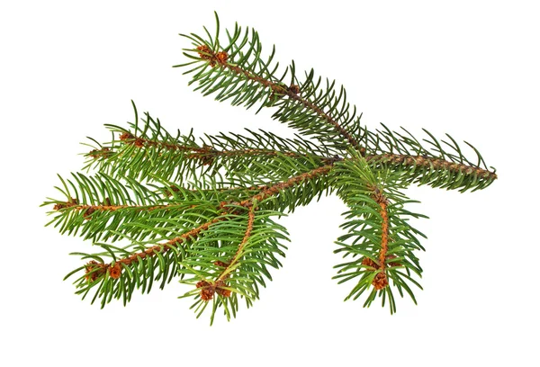 Branch of fir-tree on a white background — Stock Photo, Image