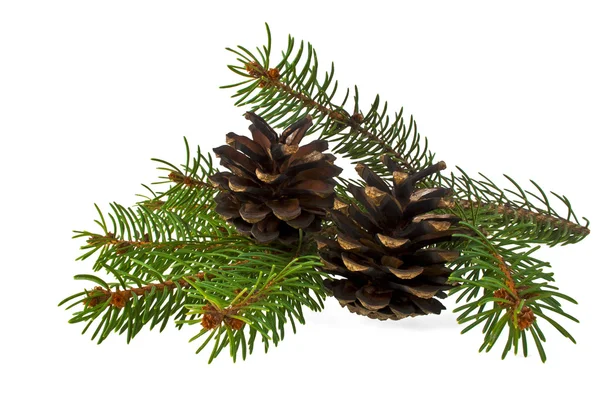 Branch of fir-tree and cone on a white background — Stock Photo, Image