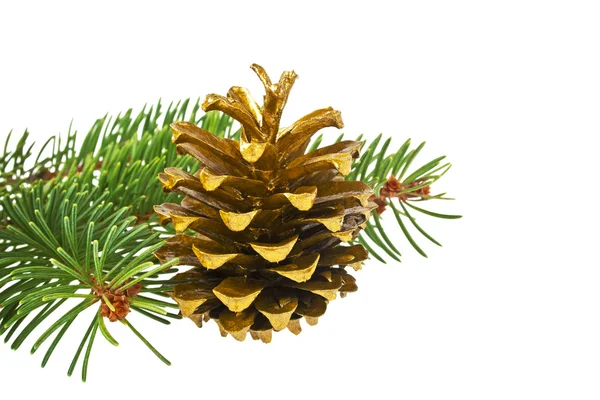 Branch of fir-tree and cone on a white background — Stock Photo, Image