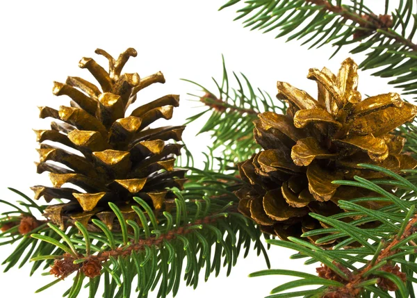 Tak van de zilverspar-tree en kegel op een witte achtergrond — Stockfoto