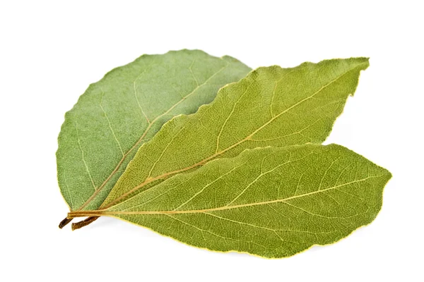 Feuilles de laurier laurier séchées isolées sur fond blanc — Photo