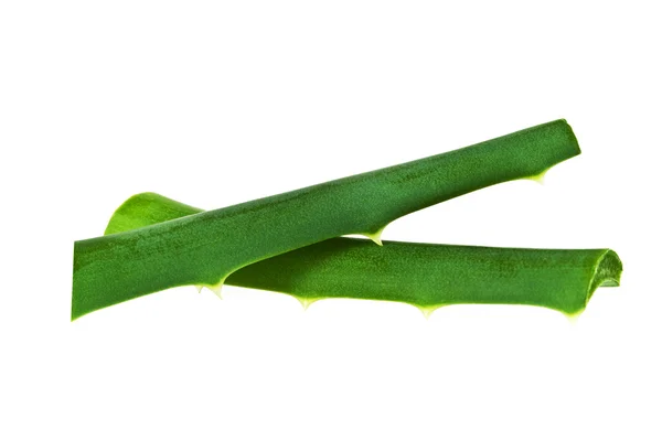 Aloe vera färska blad isolerad på vit bakgrund — Stockfoto