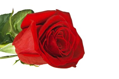 kırmızı gül beyaz arkaplanda izole