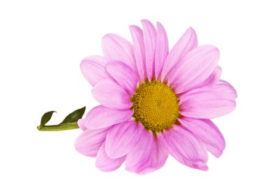 Beyaz arkaplanda izole edilmiş pembe kasımpatı çiçeği