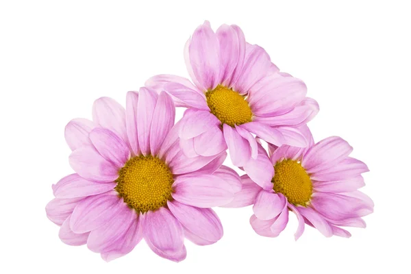 粉红菊花，白色背景分离 — 图库照片