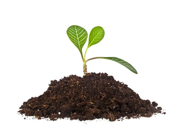 Jovem planta com húmus isolado no fundo branco — Fotografia de Stock