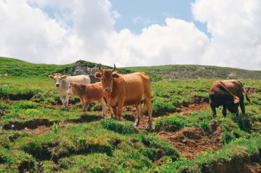 Mera ineklerin dağ Kafkas çayırlar üzerinde