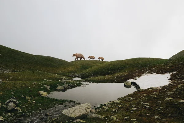 Three bears, on the mountain lake