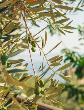 Leafs of olive tree in sun and sea in background. Green olives