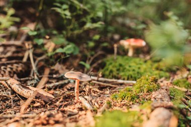 Ormanda mantar, yosun, dallar ve ağaçların kökleri.