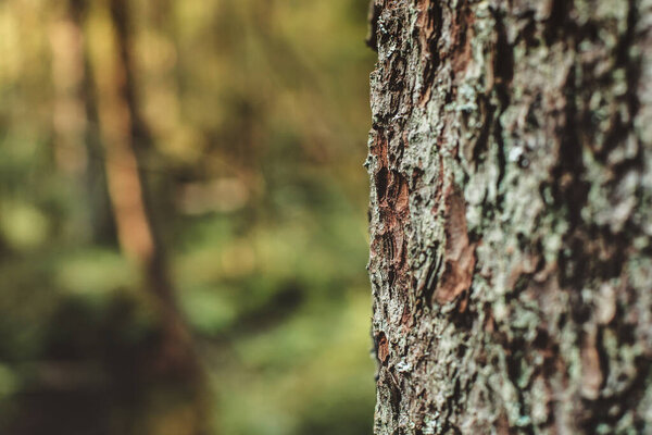Tree bark close up, with gree forest in background. Sunny day