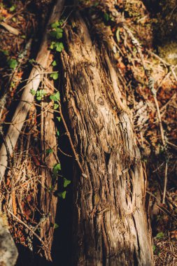 Ormanda düşen ağaç gövdesi dokusu.